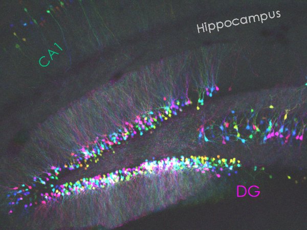 Hippocampus representing synapse research